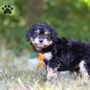 Waldo, Cavapoo Puppy